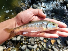 Luxilus chrysocephalus