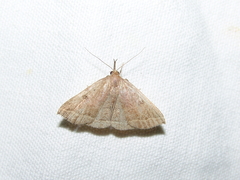 Pechipogo plumigeralis