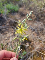 Albuca suaveolens