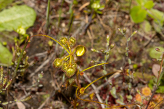 Drosera subhirtella