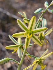 Albuca suaveolens