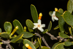 Alyxia buxifolia