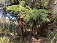 Dicksonia fibrosa