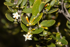 Alyxia buxifolia