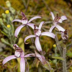 Caladenia hirta