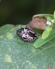 Calligrapha diversa