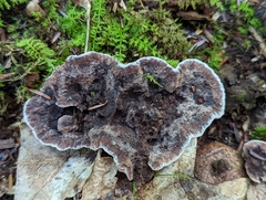 Hydnellum scrobiculatum