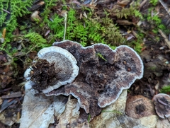 Hydnellum scrobiculatum