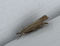 Chrysoteuchia culmella