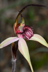 Caladenia fulva