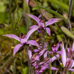 Caladenia hirta