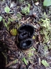 Plectania rhytidia