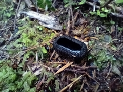 Plectania rhytidia