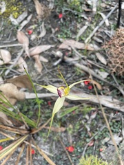 Caladenia valida