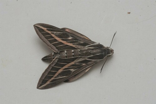 Hyles livornica