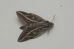 Hyles livornica