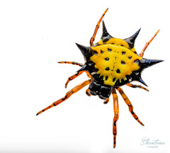 Gasteracanthinae