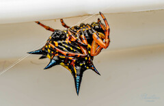 Gasteracanthinae