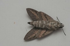 Hyles livornica