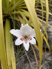 Gladiolus debilis