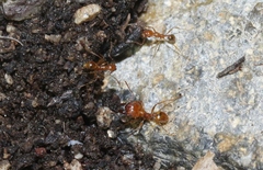 Pheidole fallax
