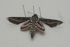 Hyles livornica