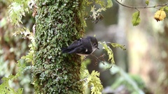 Petroica macrocephala toitoi