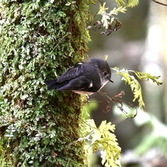 Petroica macrocephala toitoi