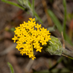 Podotheca gnaphalioides