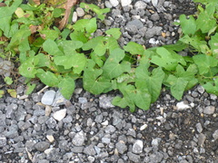 Fallopia convolvulus