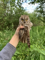Otus scops