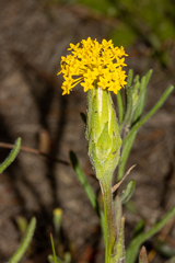 Podotheca gnaphalioides