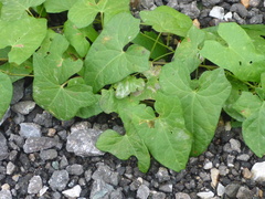 Fallopia convolvulus