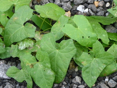 Fallopia convolvulus