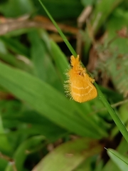 Euproctis lutea