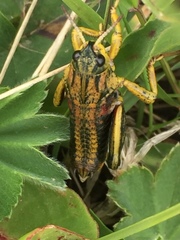 Nocaracris cyanipes