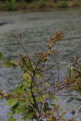 Lyonia ligustrina