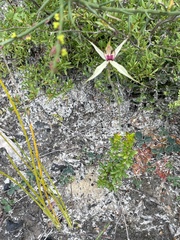 Caladenia valida