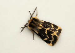 Ardices curvata