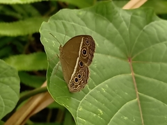 Mycalesis mineus