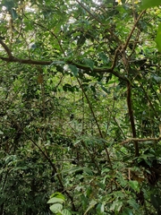 Ahaetulla farnsworthi