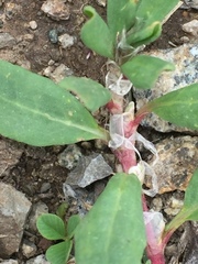 Polygonum alpestre