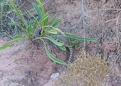 Crotaphytus collaris