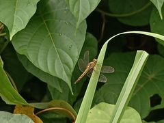 Neurothemis fluctuans