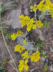 Helichrysum arenarium