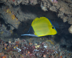 Forcipiger flavissimus