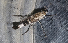 Apiocera