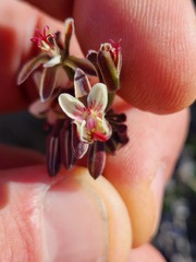 Pelargonium keerombergense