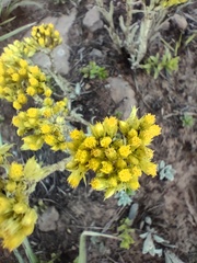 Helichrysum arenarium