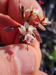 Pelargonium keerombergense